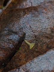 Lanzia luteovirescens