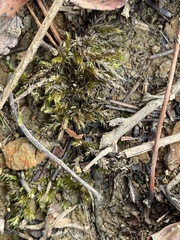 Calliergonella cuspidata