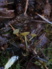 Lanzia luteovirescens