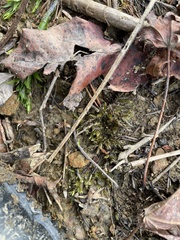 Calliergonella cuspidata