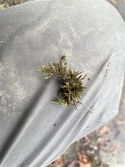 Calliergonella cuspidata