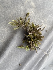 Calliergonella cuspidata