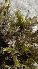 Calliergonella cuspidata