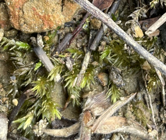 Calliergonella cuspidata