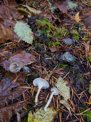 Spodocybe trulliformis