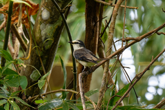 Pericrocotus cantonensis