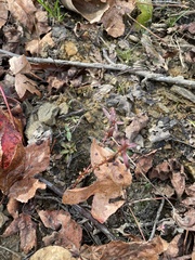 Eleocharis acicularis