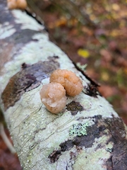 Naematelia encephala