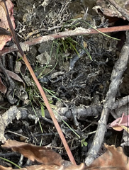 Eleocharis acicularis