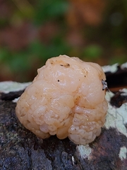 Naematelia encephala