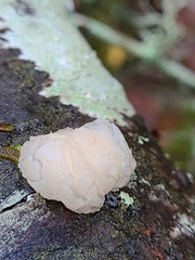 Naematelia encephala