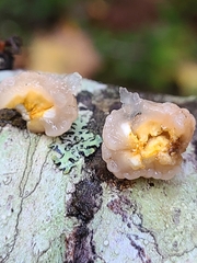 Naematelia encephala