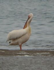 Pelecanus onocrotalus