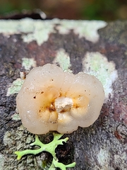 Naematelia encephala