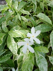 Tabernaemontana divaricata