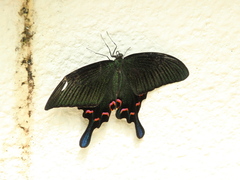 Papilio bianor