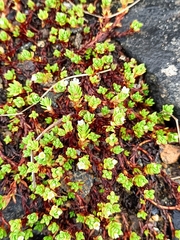 Crassula moschata