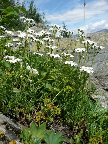 Image of Achillea erba by no rights reserved