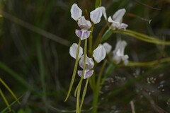 Diuris fragrantissima