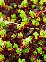 Crassula moschata