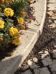 Eristalinus taeniops