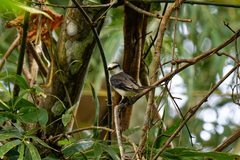 Pericrocotus cantonensis