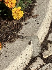 Eristalinus taeniops