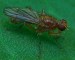 Norellisoma spinimanum