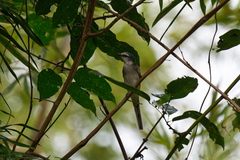 Pericrocotus cantonensis