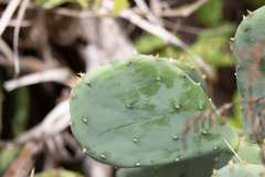 Opuntia anahuacensis