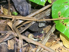Geograpsus grayi