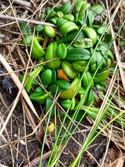 Gentianella saxosa