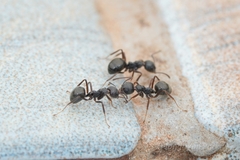 Dolichoderus thoracicus