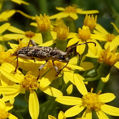 Pempsamacra dispersa