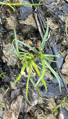 Cyperus haspan