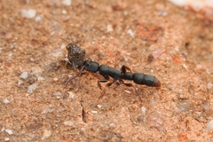 Platythyrea parallela