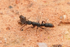 Platythyrea parallela