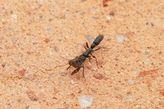 Platythyrea parallela