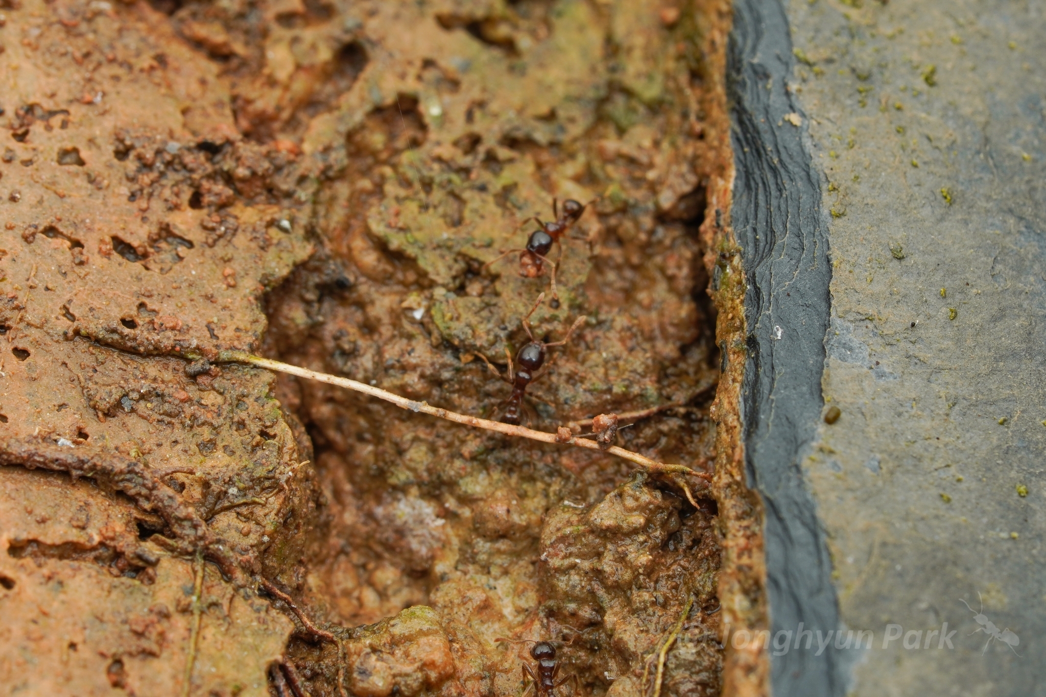 Lophomyrmex birmanus