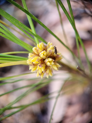 Lomandra glauca