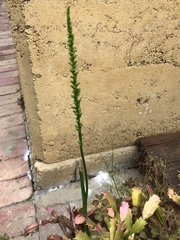 Microtis unifolia