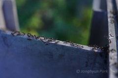 Dolichoderus thoracicus