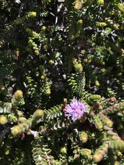 Melaleuca gibbosa