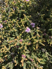 Melaleuca gibbosa