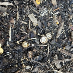 Nidulariaceae