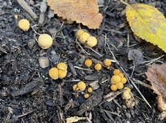 Nidulariaceae