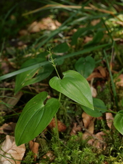 Maianthemum bifolium