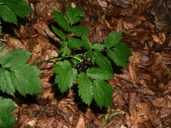 Actaea spicata