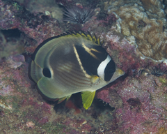 Chaetodon lunula