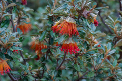 Diplolaena dampieri